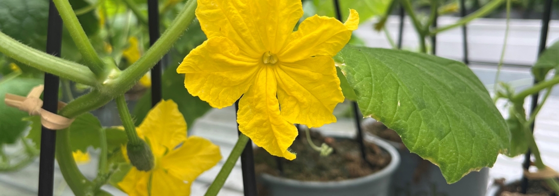 Cucumber Elate Banner Image.jpg